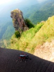 Bugs Life at Mt. Pico De Loro